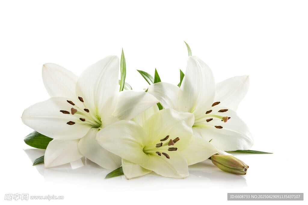 白色百合花特写