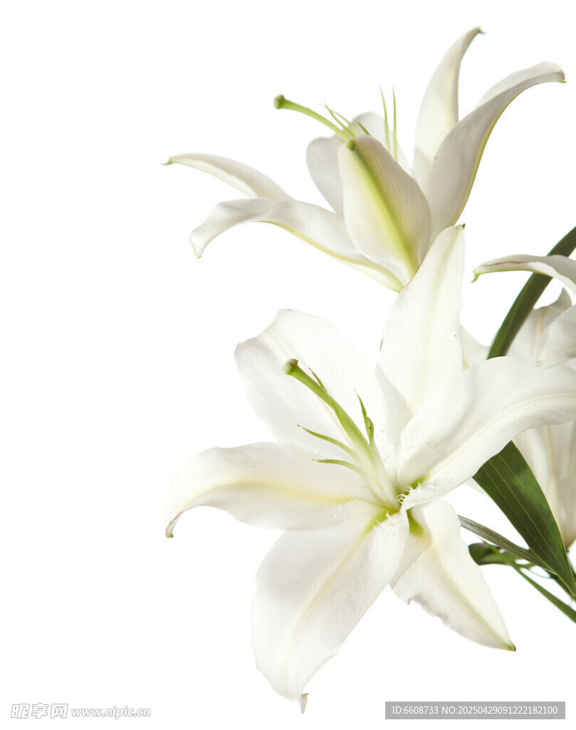 纯洁白色百合花绽放