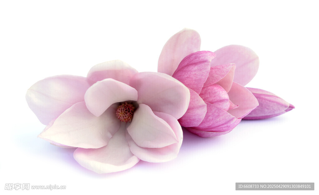 两朵柔美粉色玉兰花