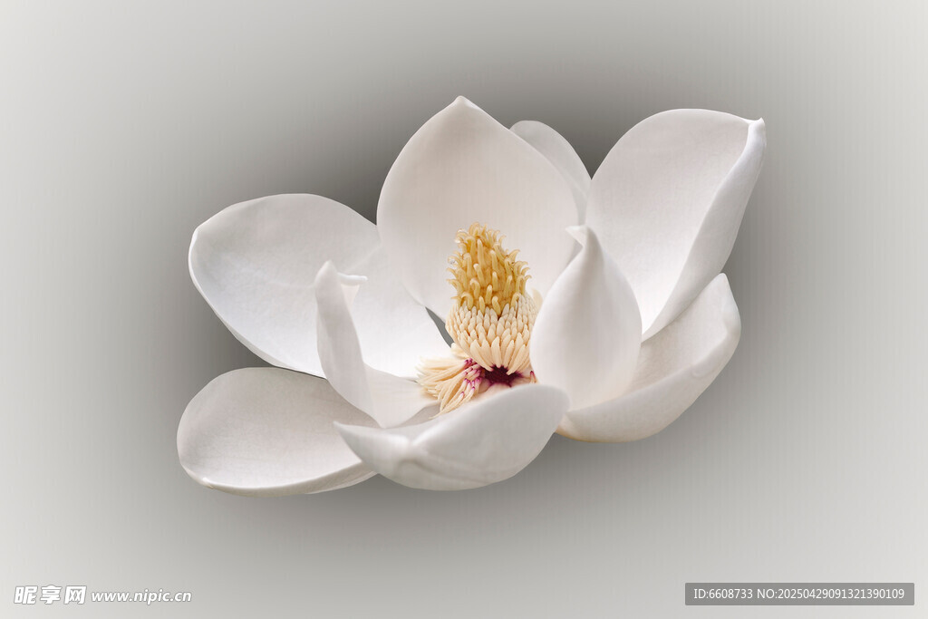 洁白玉兰花特写