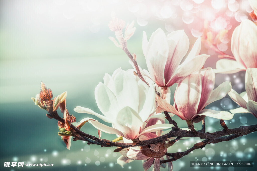 玉兰花枝绽放梦幻美景