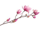 玉兰花枝绽放美丽姿态