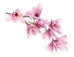 粉色玉兰花枝特写