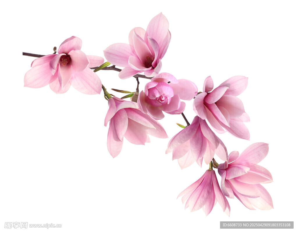 粉色玉兰花枝特写