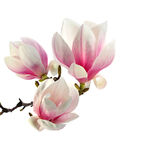 玉兰花枝绽放美丽花朵