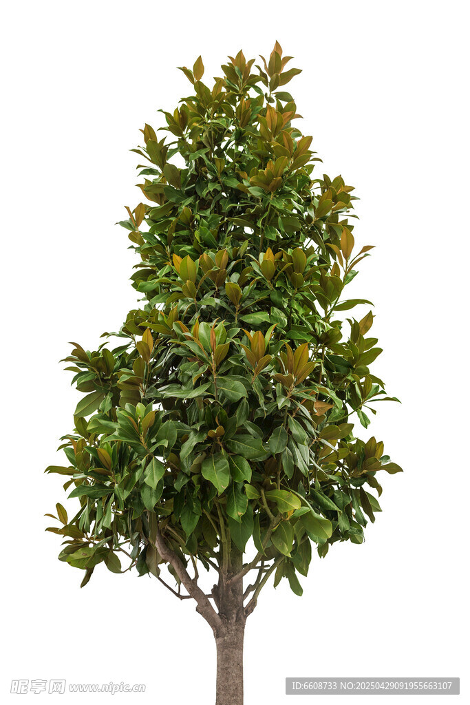 高大茂盛的广玉兰树