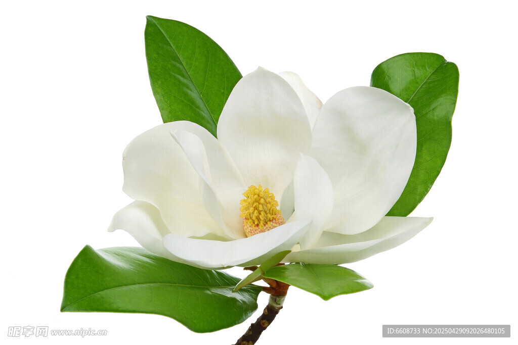 洁白玉兰花绽放枝头