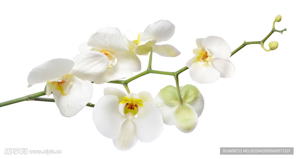 白色兰花花枝特写