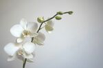优雅白色兰花特写