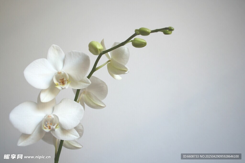 优雅白色兰花特写