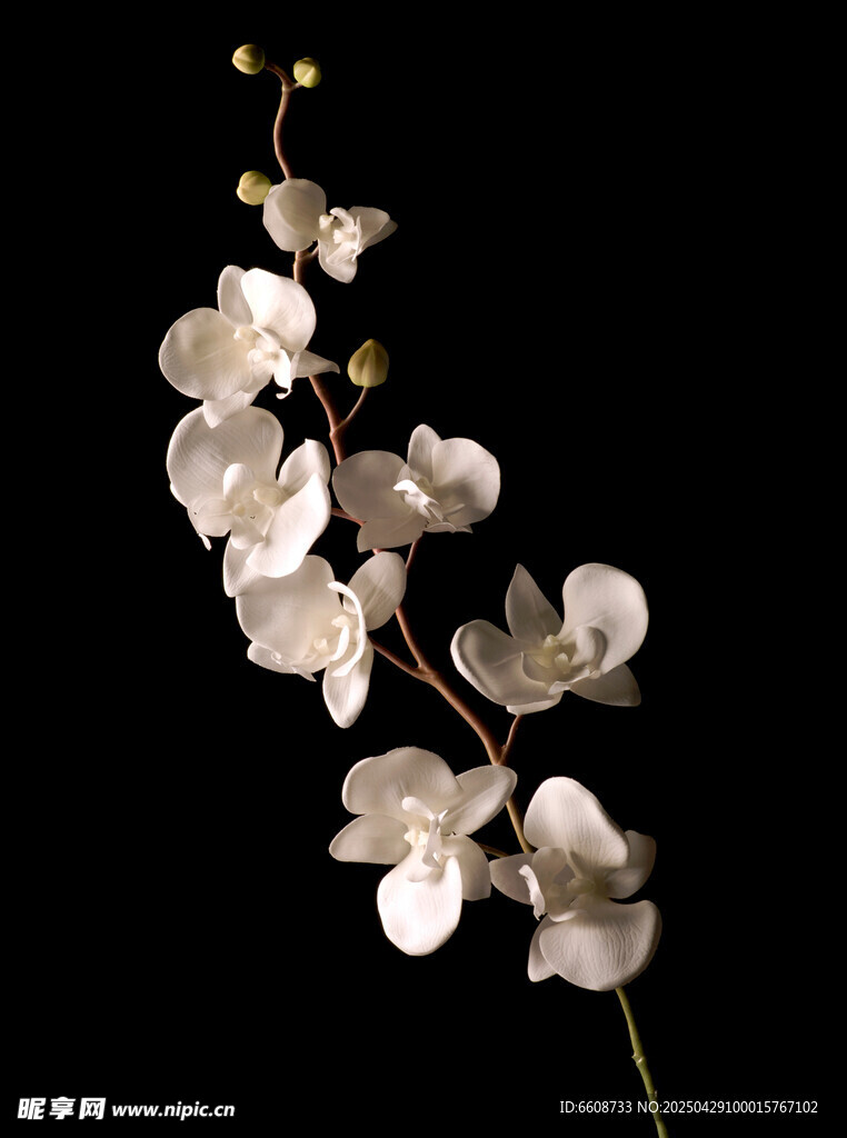 白色兰花特写