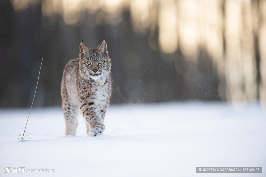 雪地中的猞猁