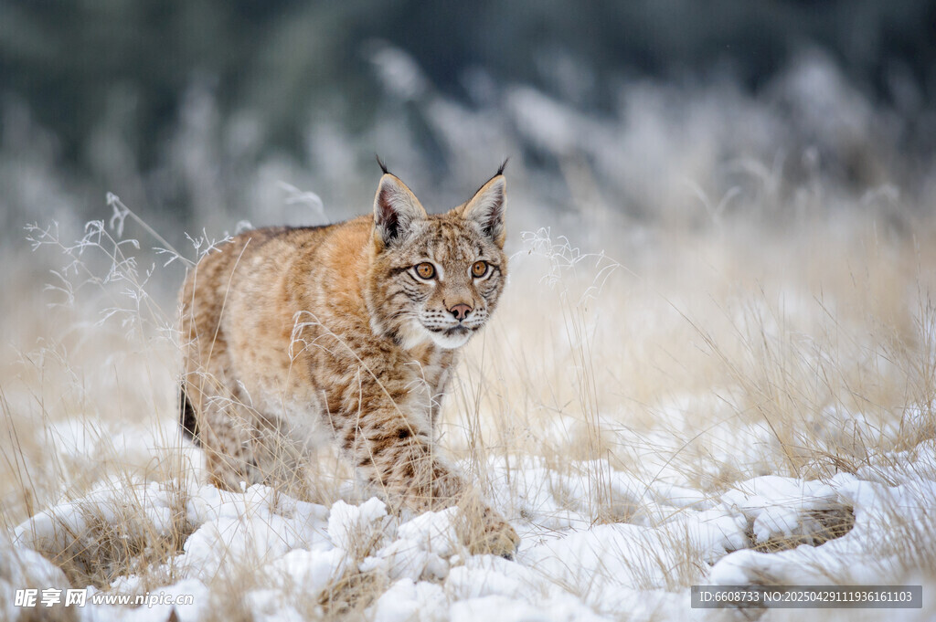 雪地中的山猫