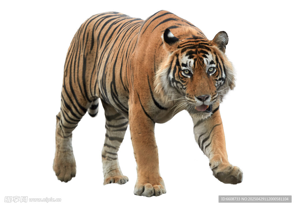 行走的斑斓猛虎