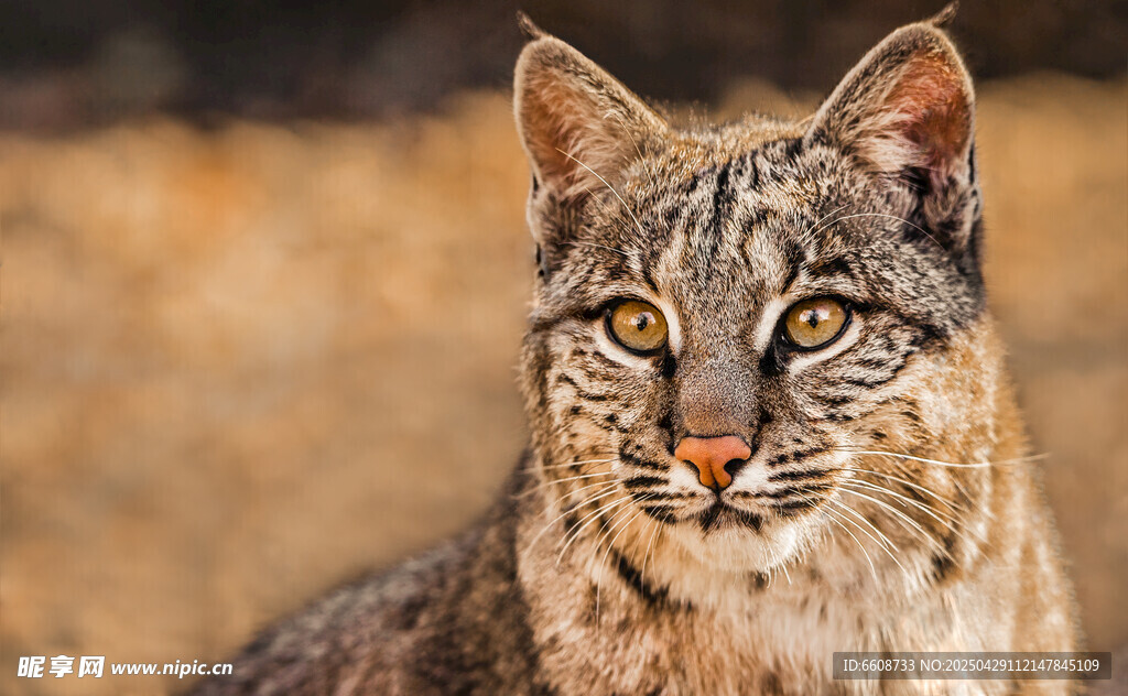 野外的漂亮短毛猫