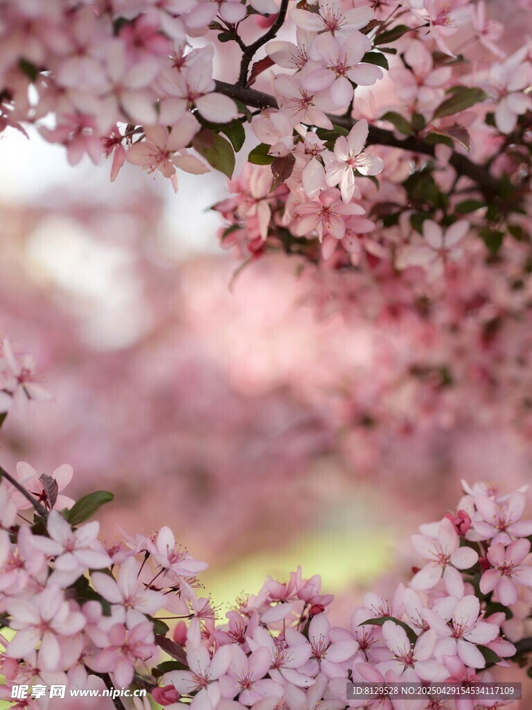 烂漫粉色繁花枝头绽放
