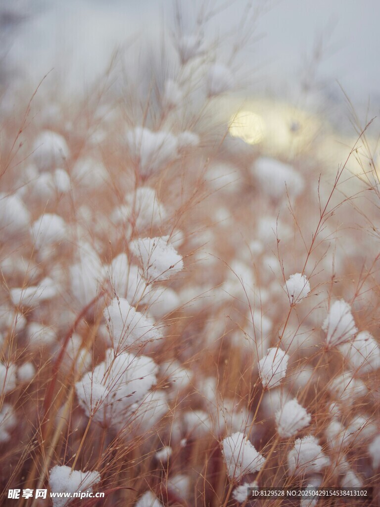 雪覆草丛美景
