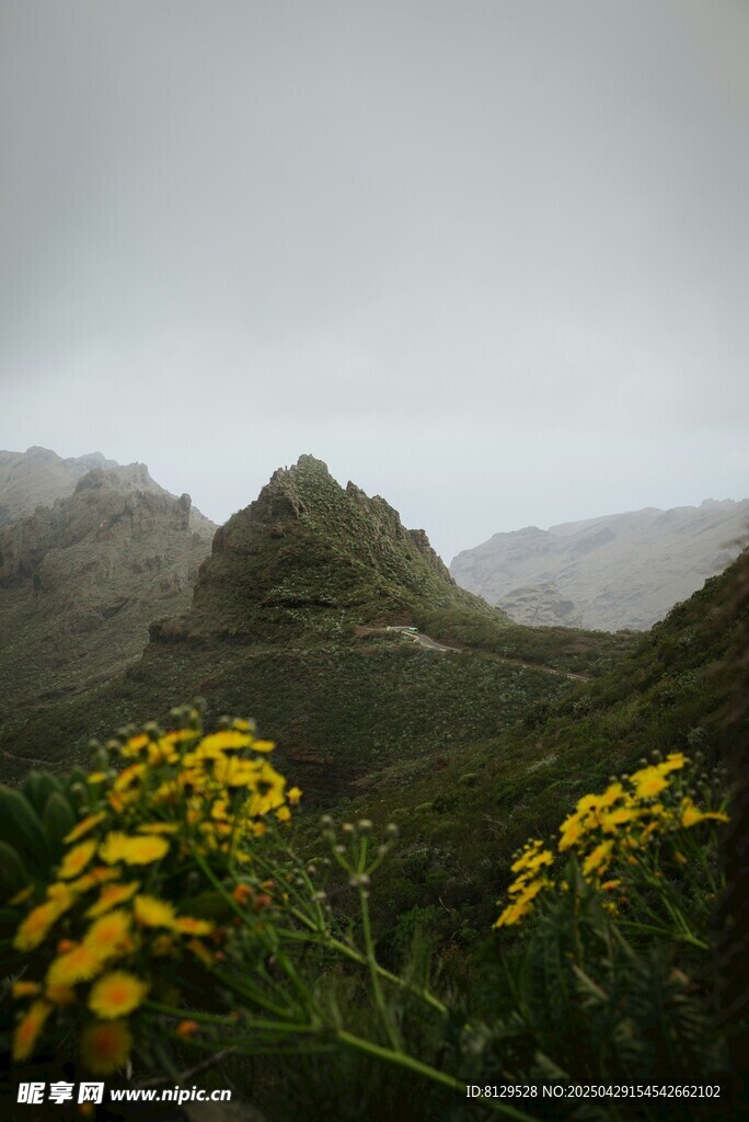 山间黄花与朦胧远山