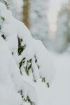 雪覆松枝的冬日美景