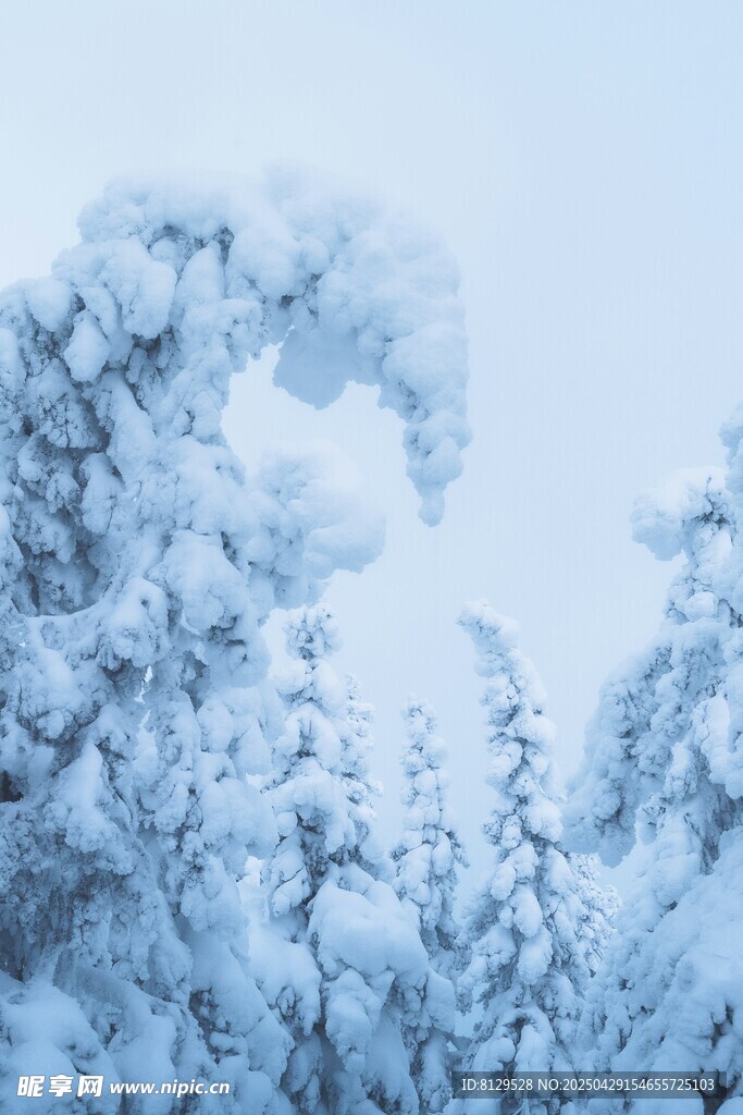 冬日雪覆树林美景