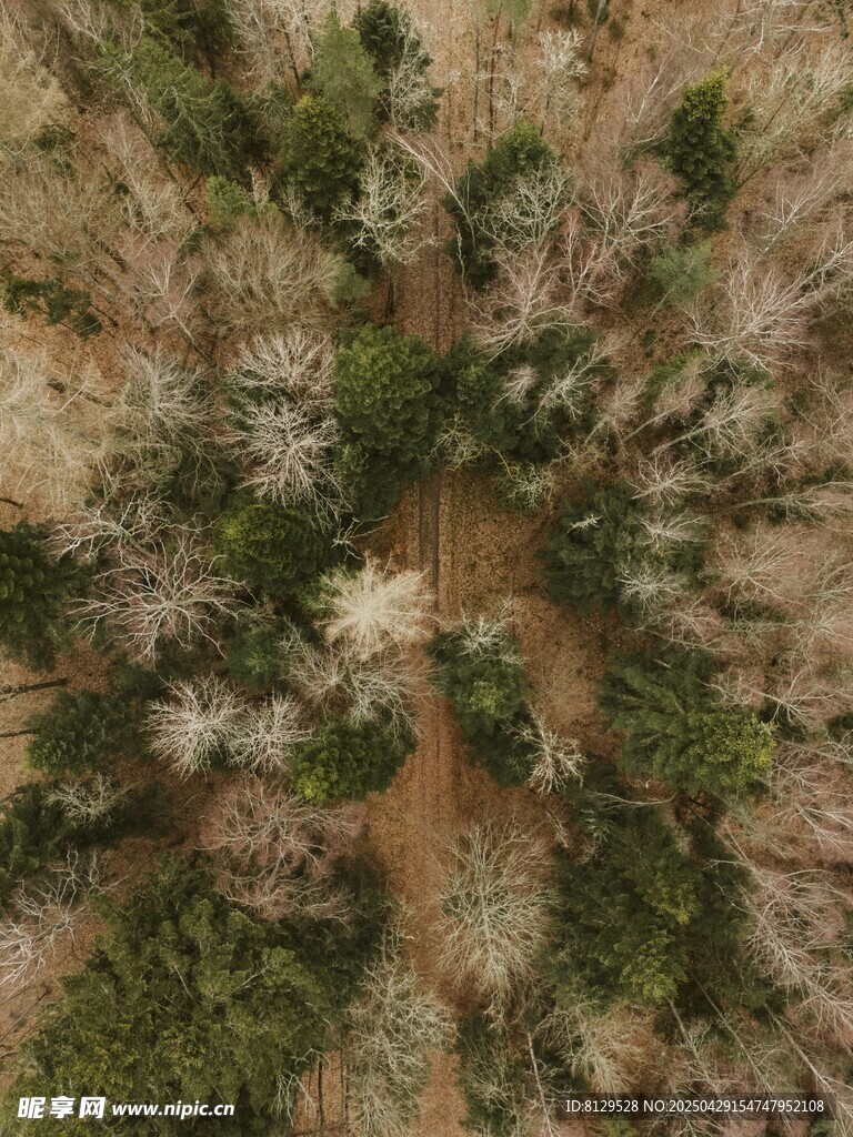 俯瞰茂密树林中的小径
