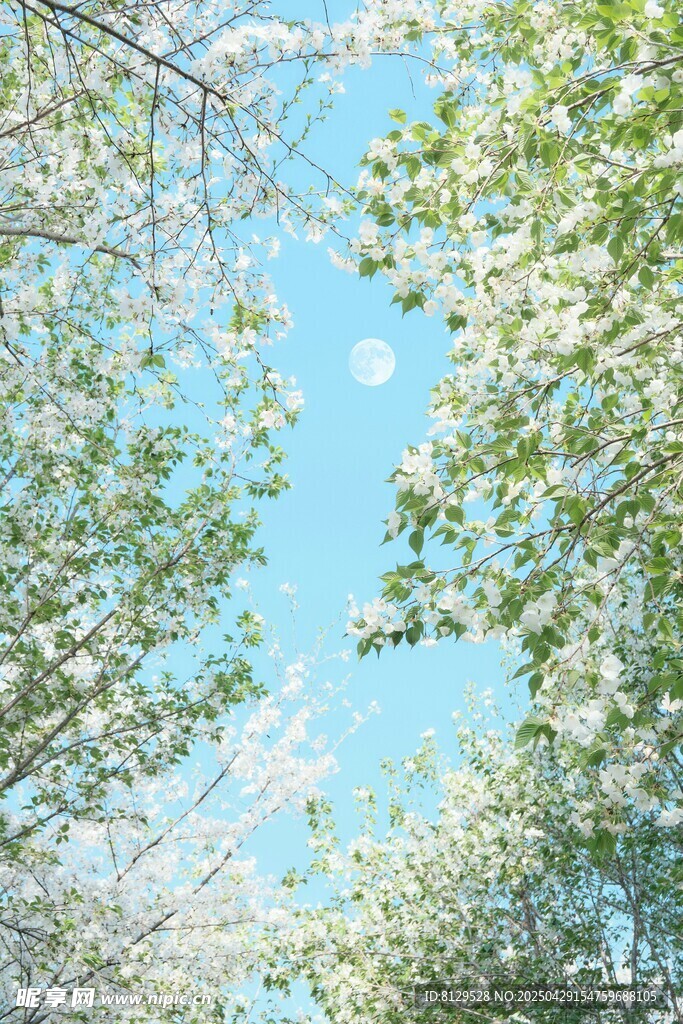 春日繁花下的蓝天树影