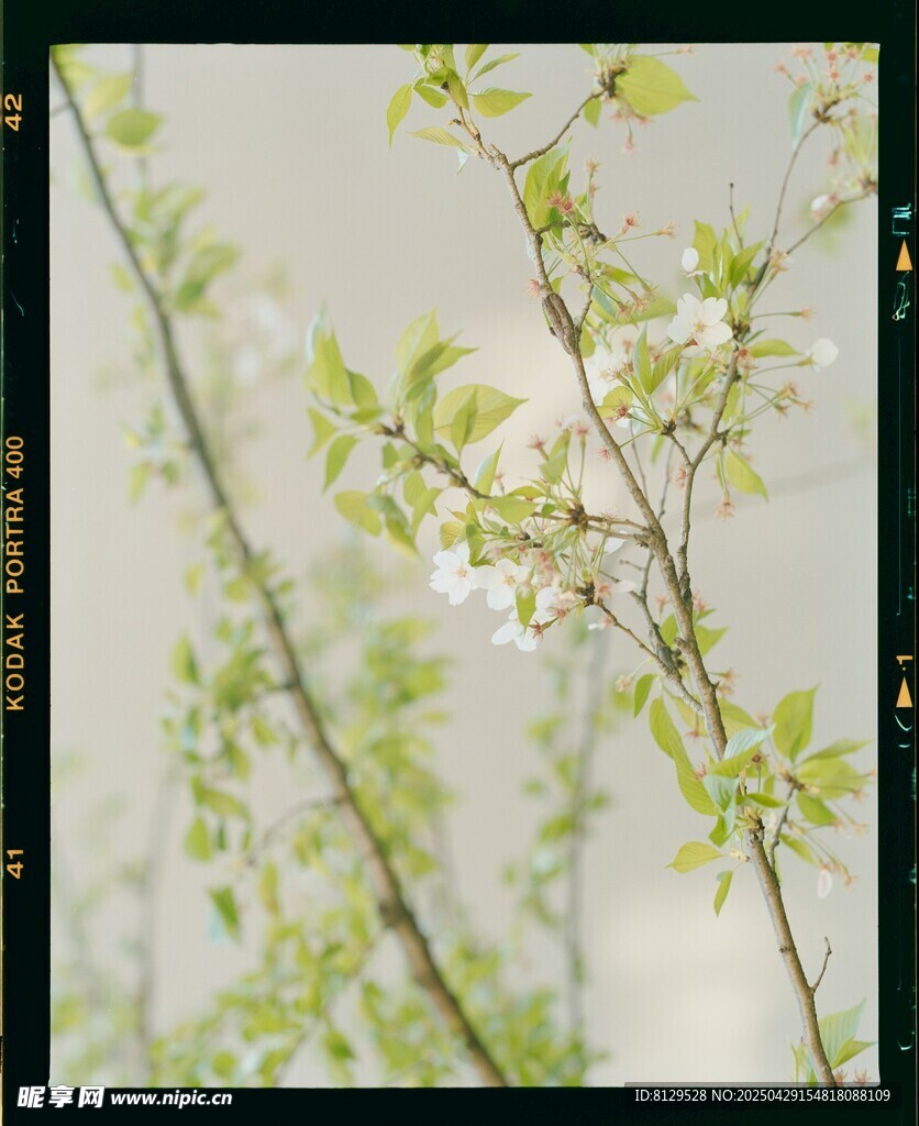 春日枝头绽放的嫩绿新芽