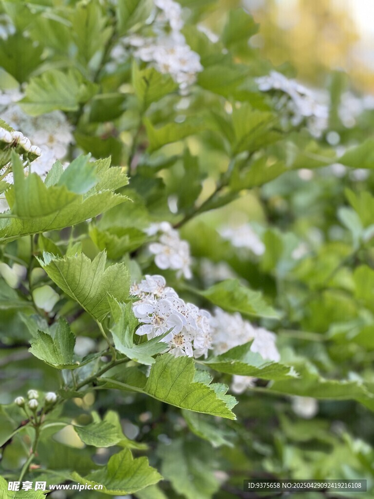 绿叶间的白色小花