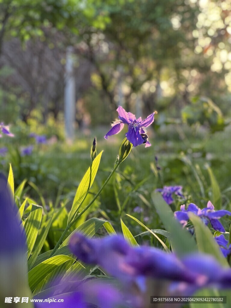 紫色花丛中的美丽鸢尾花