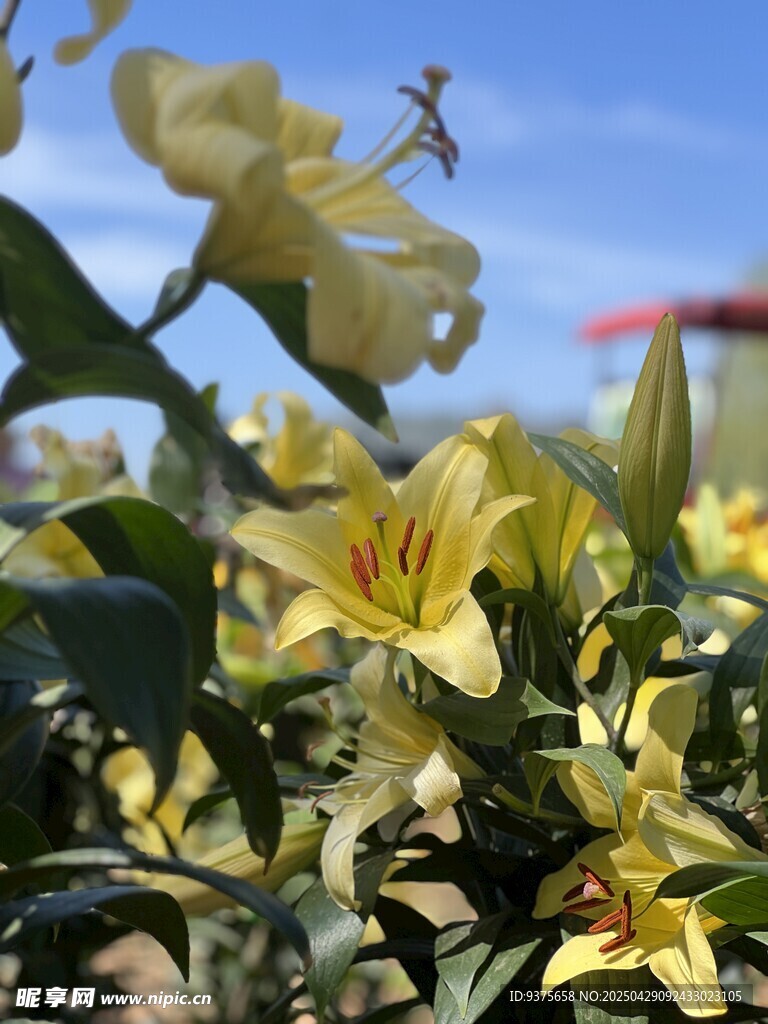 绽放的黄色百合花