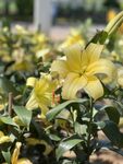 黄色百合花绽放于绿叶间