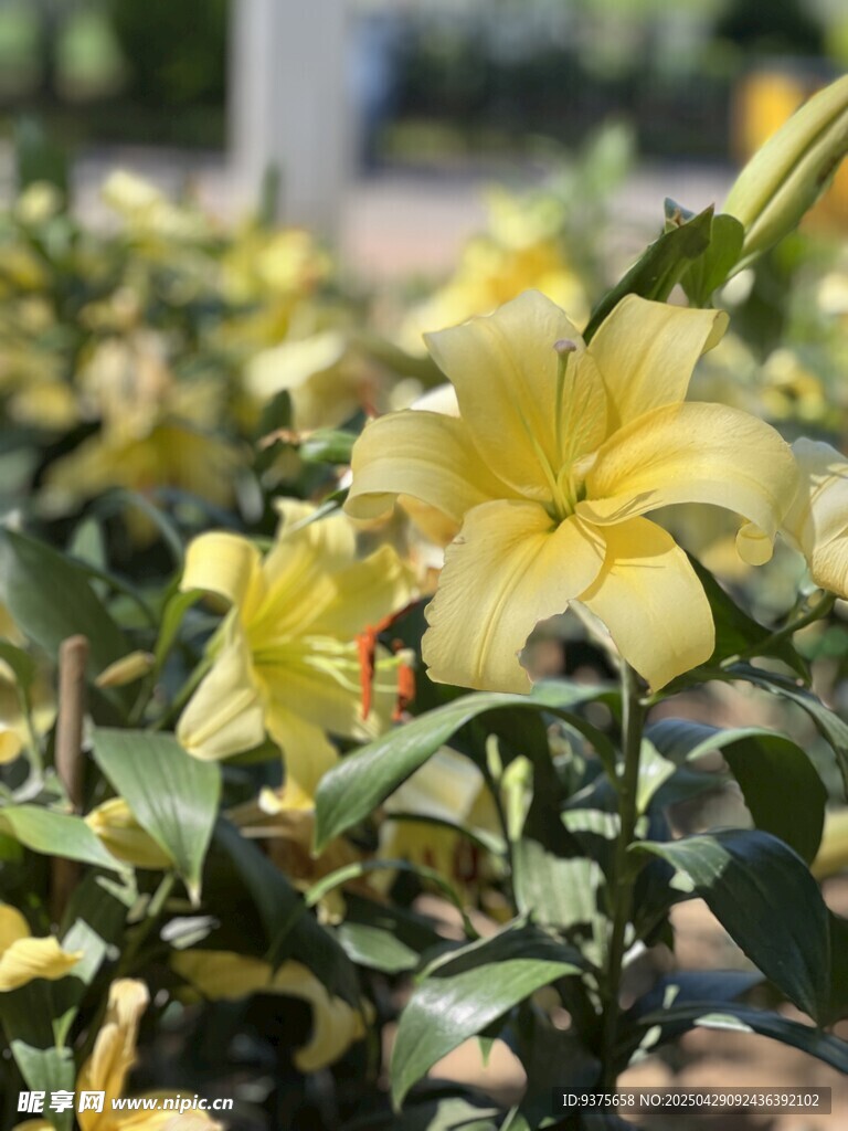 黄色百合花绽放于绿叶间