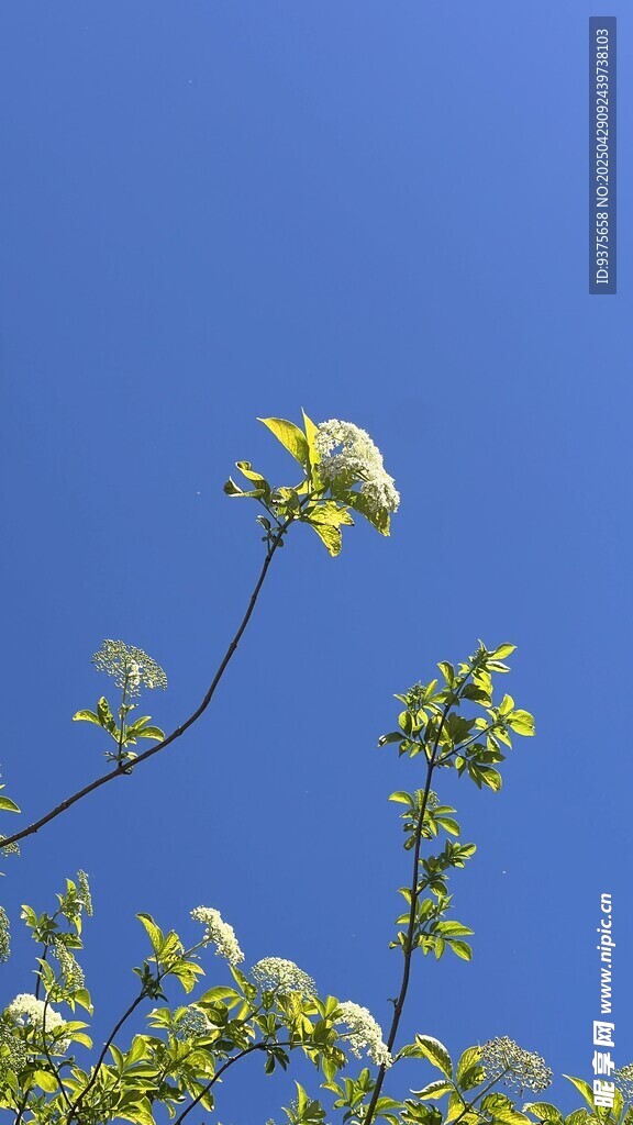 蓝天映衬下的绽放花枝