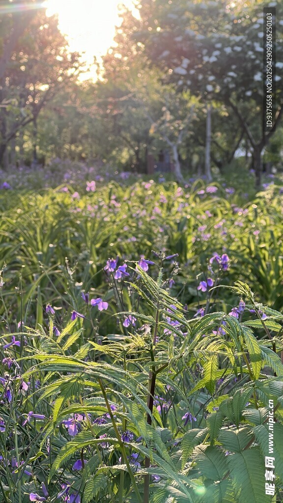 夕阳下的花草繁茂景致