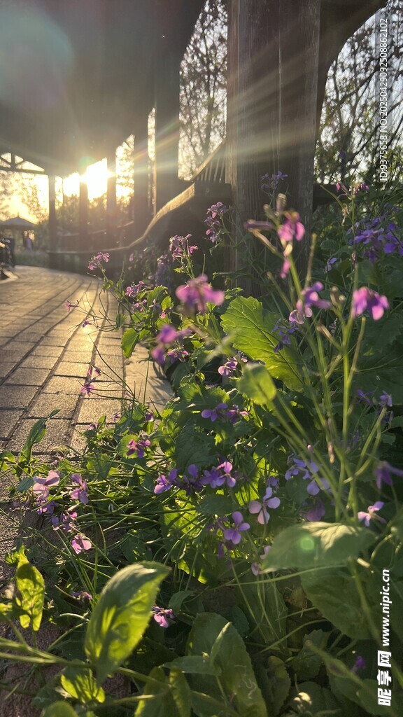 夕阳下的繁花小径