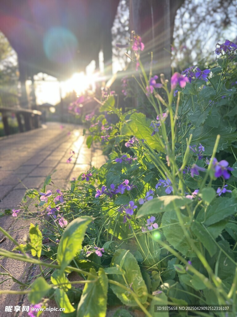 夕阳下路边绽放的紫色小花