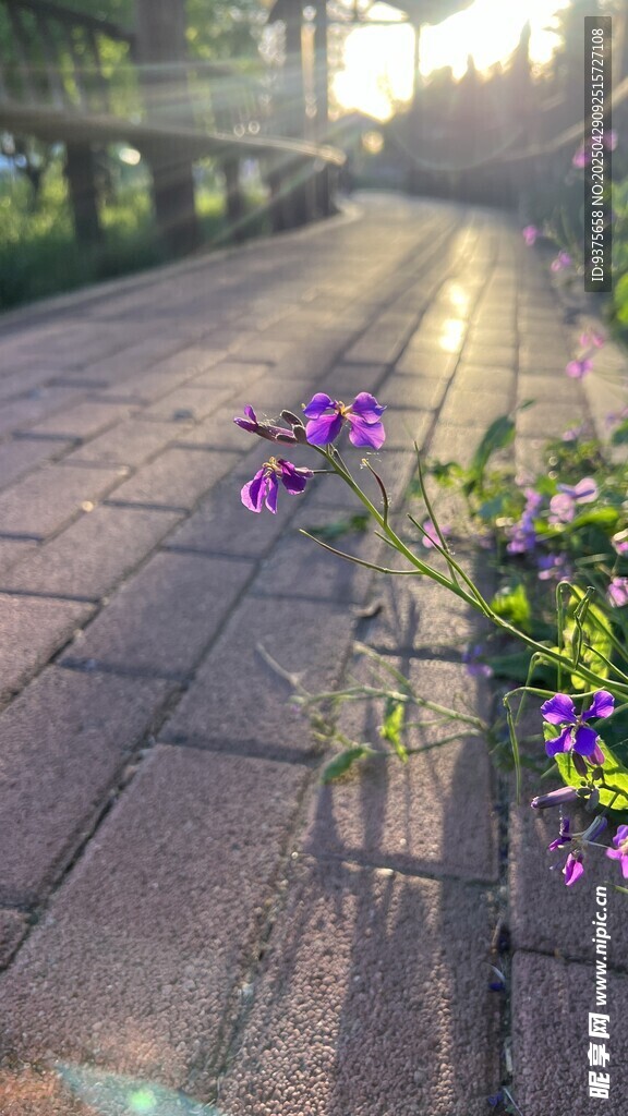 砖缝中绽放的紫色小花