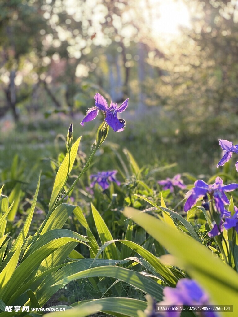 阳光下的紫色鸢尾花