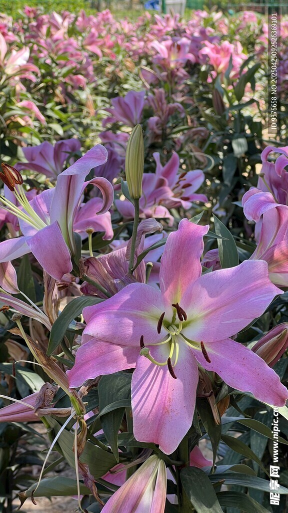 紫色百合花绽放美景