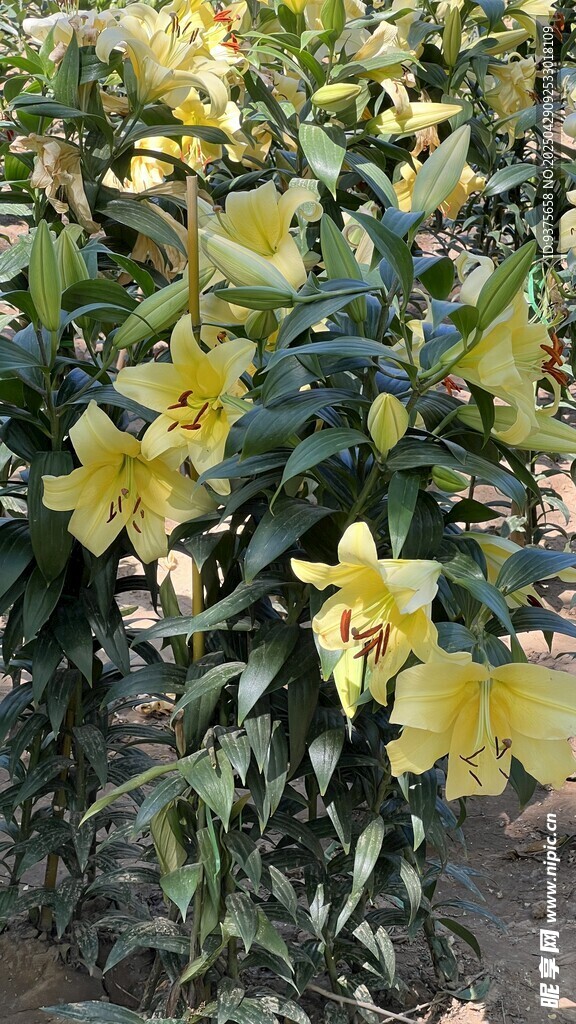 盛开的黄色夹竹桃花朵