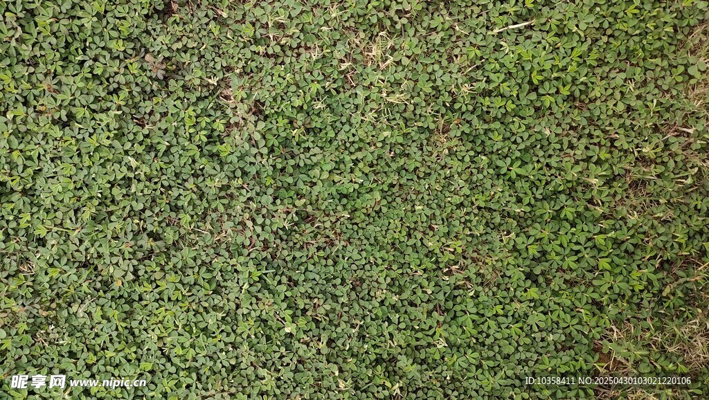 翠绿草地
