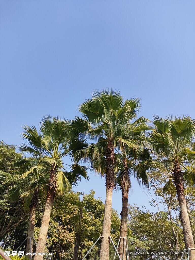 蓝天映衬下的高大棕榈树