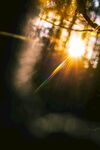 阳光透过枝叶的梦幻光影