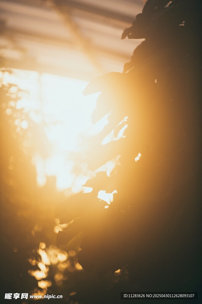 夕阳透过枝叶洒下光芒