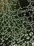 晶莹水珠点缀绿叶