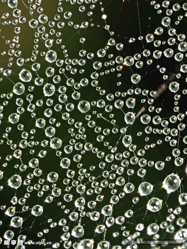 晶莹水珠点缀绿叶