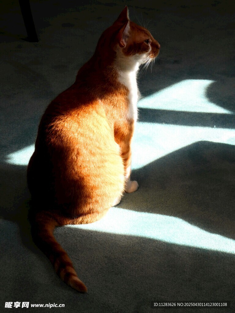 阳光下的猫咪背影