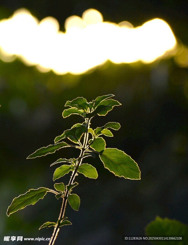 阳光下的嫩绿植物枝叶