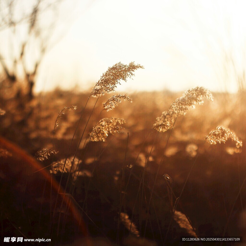 夕阳下的摇曳芦苇