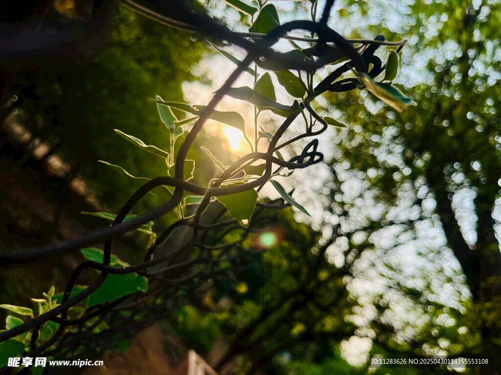 阳光透过藤蔓洒下的美景